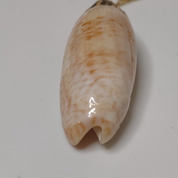 Cute 18 Inch Shell Pendant Necklace - Picture 6 of 16